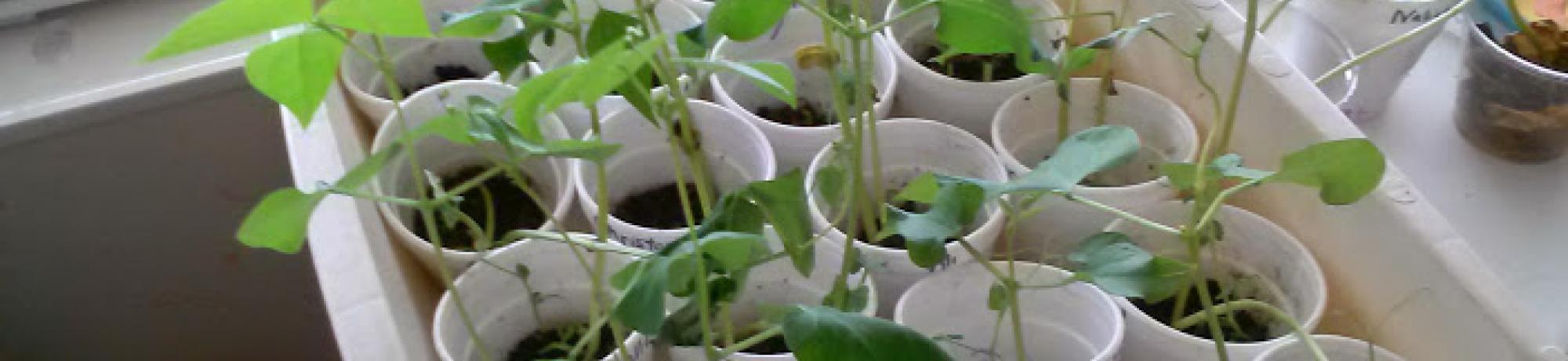Eval Plants